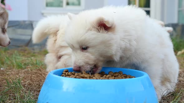 Cute Siberian Husky Puppies Eating Dry Food From Bowl alt