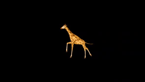 Big giraffe runs back and forth alpha matte extreme long shot