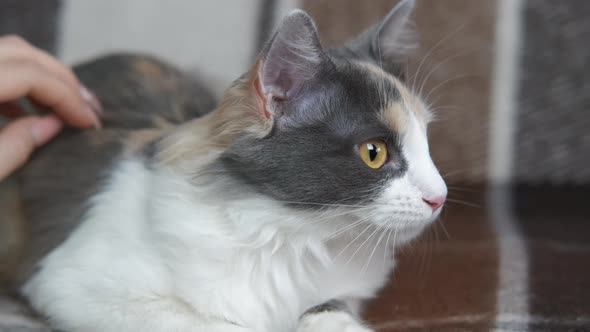 Girl Hand on the Cat alt