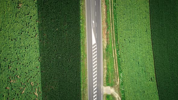 Aerial view of straight road between fields of sunflower and corn. alt