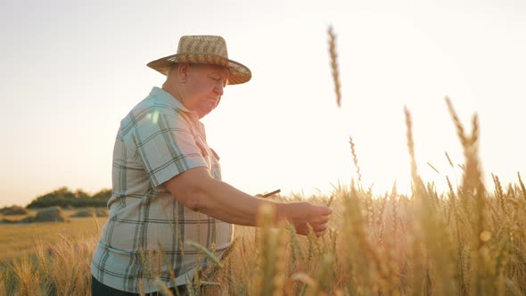Senior Farmer Agronomist with Digital Tablet Computer in Wheat Field Using Apps and Internet alt