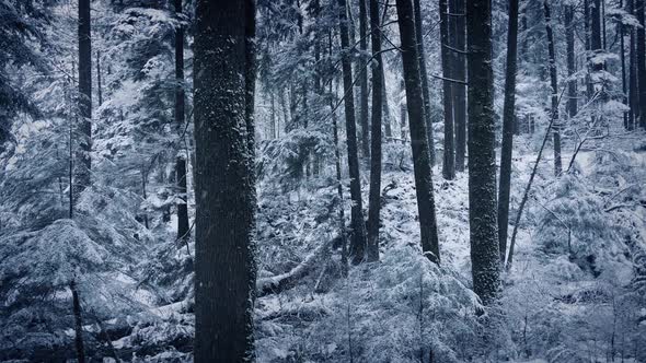 Forest Winter Scene With Snow Falling By Rockfordmedia Videohive