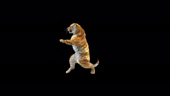 Tiger Dancing 4K alt