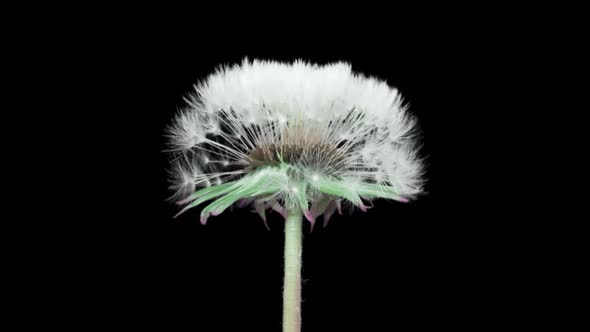 Opening Dandelion. Time Lapse With Alpha Channel (Codec: Png+Alpha With Black Background)