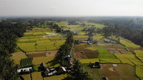 Aerial Rice Fields in Bali, Indonesia