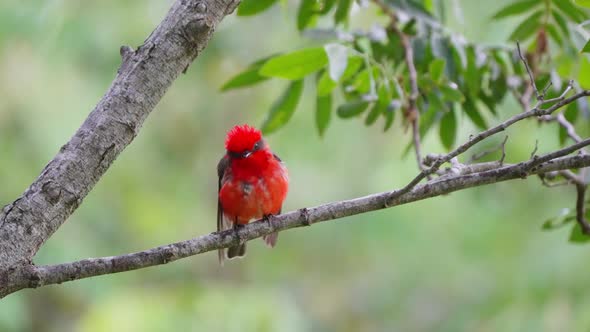 Bald and wet scarlet flycatcher perching on tree branch against beautiful foliage with raindrops fal alt
