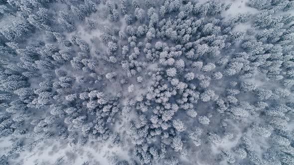 Flight Over A Beautiful Pine Forest Covered With Snow