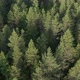 Forest Point Of Interest Aerial - VideoHive Item for Sale