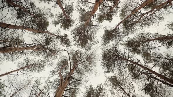 Sun Shining Sunbeams Through Branches And Leaves Of Trees In Pine Forest. Sunbeams Through Wood. alt