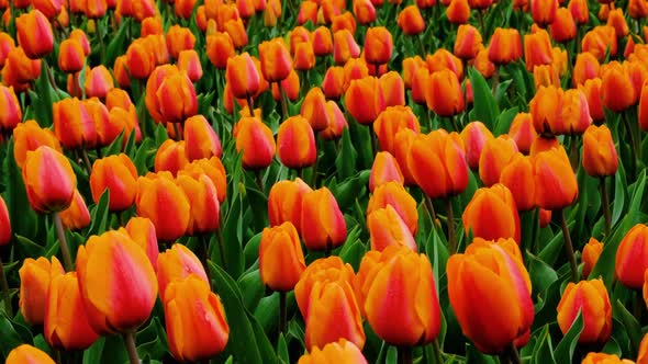 Close Up View on Field or Meadow of Red and Orange Tulips