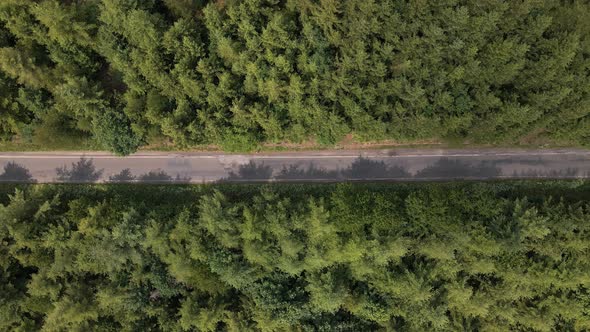 aerial top view of an asphalt road going right in the middle  through a huge pine forest alt