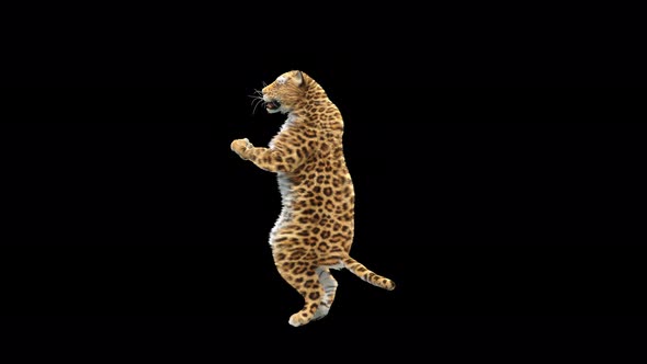 Leopard Dancing 4K alt
