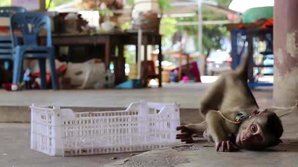 a young long tail macaque monkey falls down on the ground while looking sadly in the distance and st alt