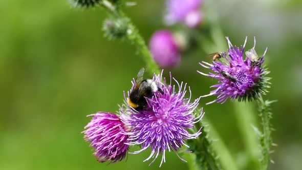 Humblebee and flies on the Carduus plant  alt