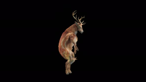 30 Deer Dancing 4K alt