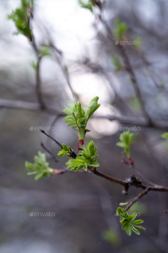 A branch with young leaves in natural conditions in spring. - Stock Photo - Images