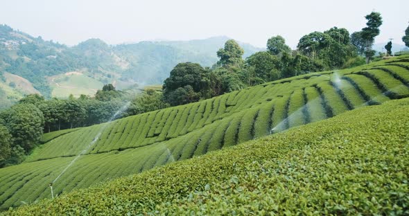 Green Tea Plantation in Mountain Chiang Rai Province Thailand