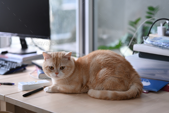 A domestic cat sitting on wooden table near computer pc and piles of book.