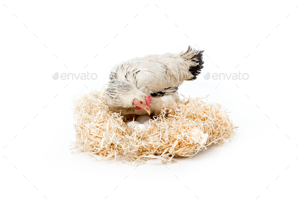 hen sitting on nest with eggs isolated on white
