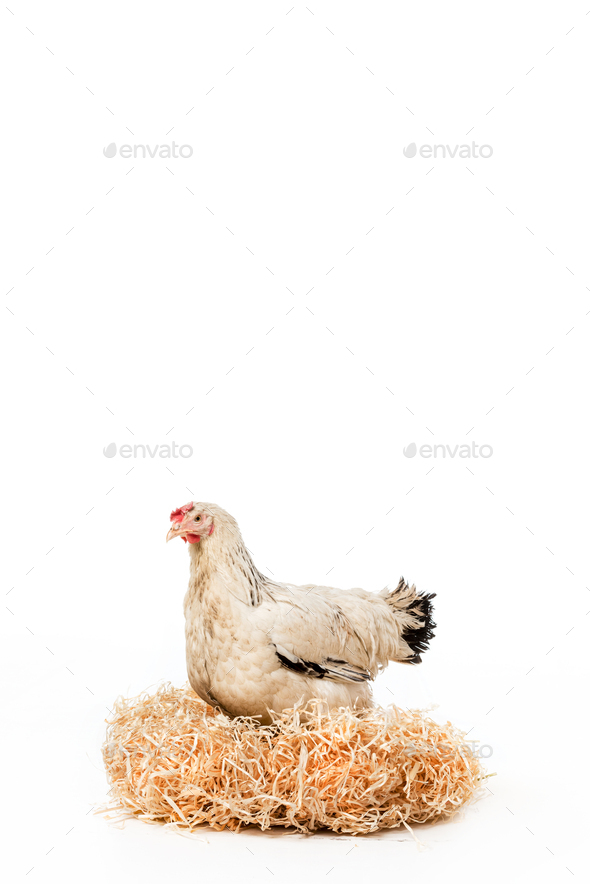 white hen sitting on nest with eggs isolated on white