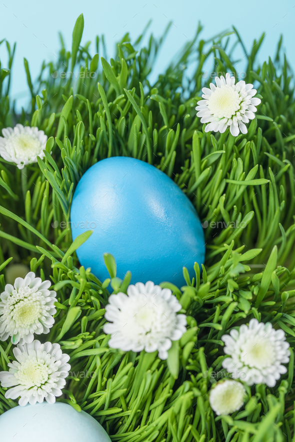 Closeup of painted easter egg placed on grass with camomiles, easter concept - Stock Photo - Images
