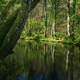 Relaxing atmosphere with the soft light of the morning on a river surrounded by forest - PhotoDune Item for Sale