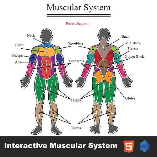 Interactive Muscular System by freelancertajulrasel | CodeCanyon