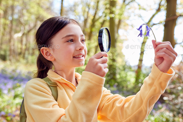 Girl In Spring Woodlands Examining Bluebells With Magnifying Glass - Stock Photo - Images