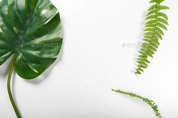 Different tropical leaves on white background - Stock Photo - Images