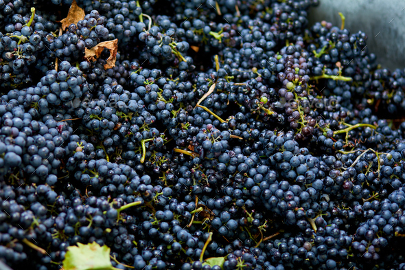 Harvest of ripe wine grapes, prepare for pressing