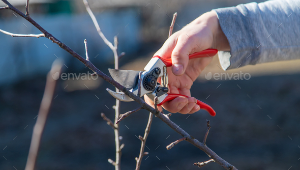 pruning branches with pruning shears. - Stock Photo - Images