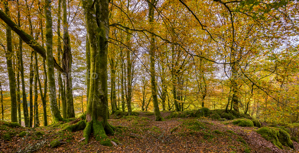 Beech Forest During Autumn - Stock Photo - Images