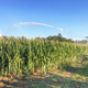 Farm field wheat growing field sprinkler - PhotoDune Item for Sale