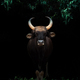 gaur standing in the dark forest - PhotoDune Item for Sale
