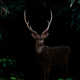 axis deer standing in the dark forest - PhotoDune Item for Sale