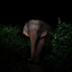 asia elephant in the dark forest - PhotoDune Item for Sale