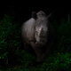 white rhinoceros  in the dark forest - PhotoDune Item for Sale