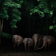 group of asia elephant in the dark forest - PhotoDune Item for Sale