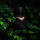 asiatic black bear standing in the dark forest - PhotoDune Item for Sale