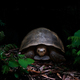 tortoise in the dark forest - PhotoDune Item for Sale