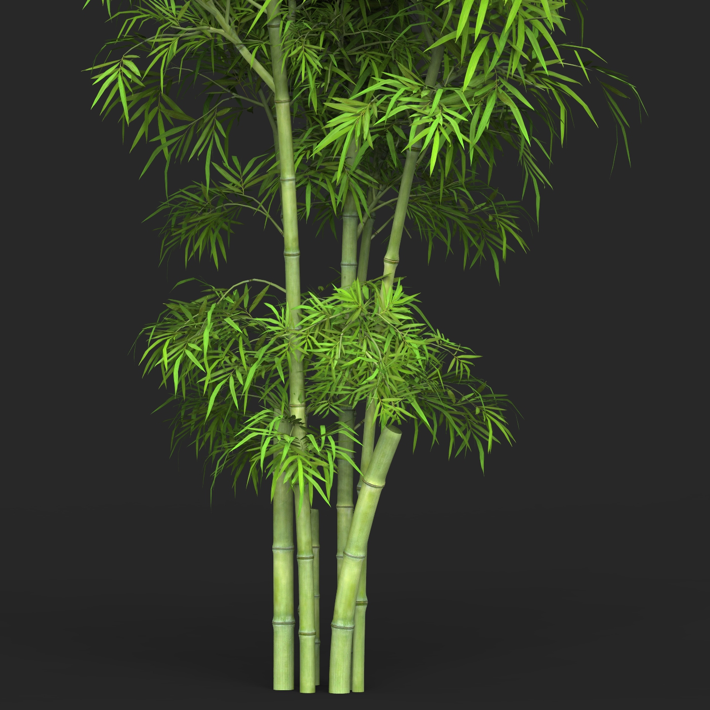 Realistic Game Ready Bamboo Tree 14 by cgsea | 3DOcean