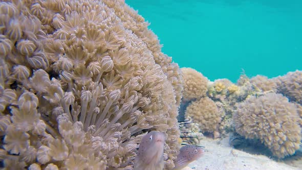 Underwater Geometric Moray and Soft Coral alt
