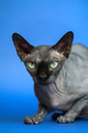 Portrait of Canadian Sphynx looking at camera. Hairless female cat on blue background - PhotoDune Item for Sale