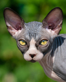 Close-up portrait of luxury Canadian Sphynx kitten on natural blurred green background. Front view - PhotoDune Item for Sale