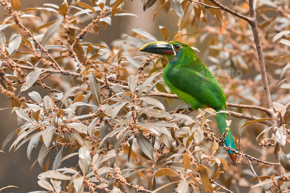Emerald toucanet (Aulacorhynchus prasinus). Green bird perched among the leaves of a tree in autumn - Stock Photo - Images