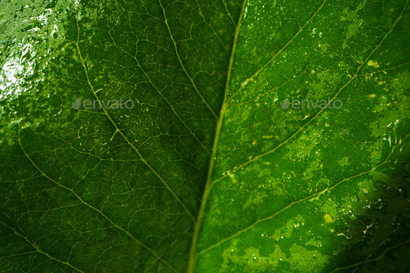 Close up macro shot of green leaf - Stock Photo - Images