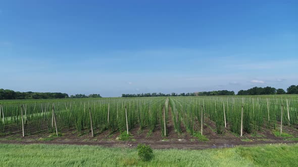 Hops Field at the Summer in Sunny Day Aerial Panorama View alt
