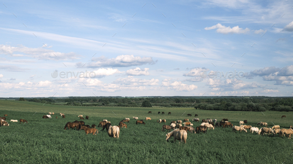 Horses of different colors graze in the pasture at the horse farm. Horse breeding, animal husbandry