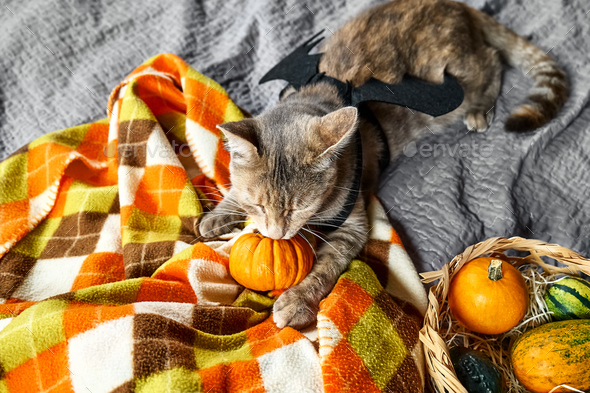 Tabby cat wearing festive dress of bat wings plays with pumpkin