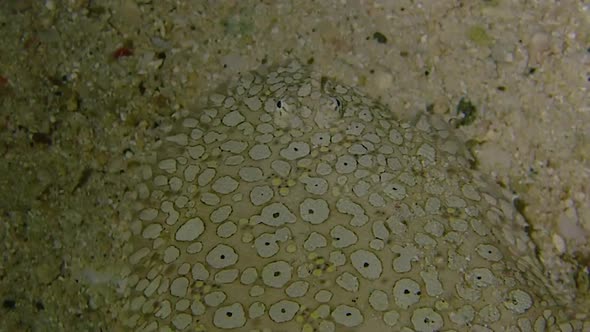 following a very well camouflaged stargazer along the sandy sea bed. the can see the pattern and the alt